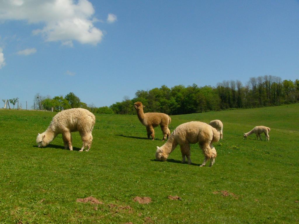 Farmstay Alpagaterie Juillac  Exteriör bild